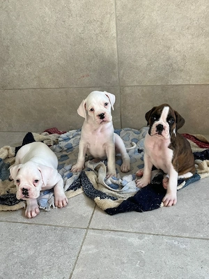 Reinrassige Boxerwelpen sind geboren.