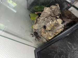 AVICULARIA variegata mit Terrarium