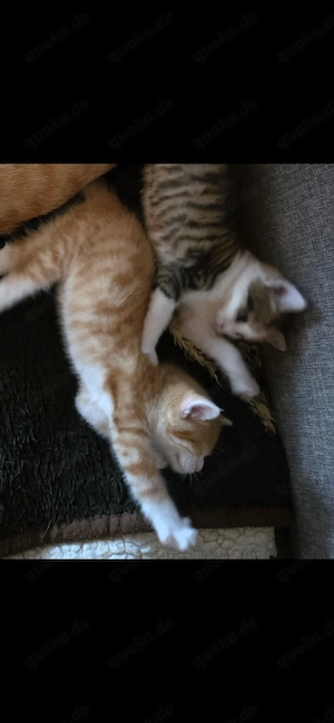 2 Babykatzen abzugeben 
