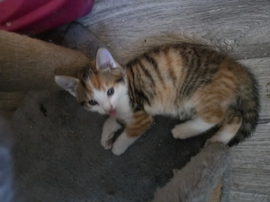 2 Babykatzen abzugeben  Bild 2