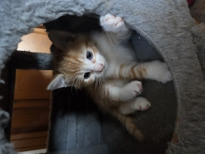 2 Babykatzen abzugeben  Bild 3