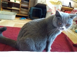 Kater sucht neues Zuhause da wir umziehen