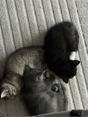 3 süße BKH- EKH- Mix Kitten suchen liebevolles Zuhause 