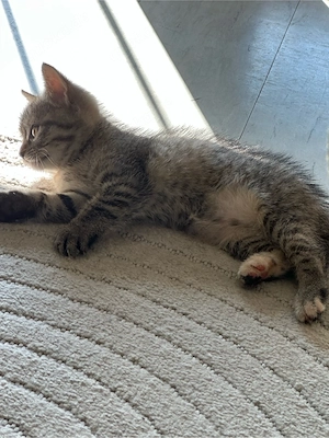 3 süße BKH- EKH- Mix Kitten suchen liebevolles Zuhause 