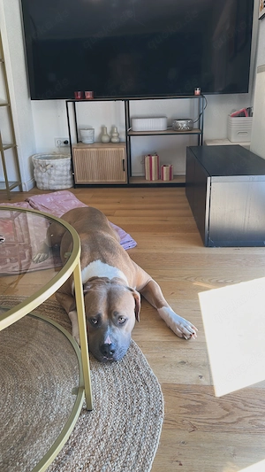 American Bully Xl mit Stammbaum 
