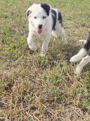 Border Collie Rüde 13 Wochen alt