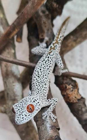 Strophurus teanicauda NZ 