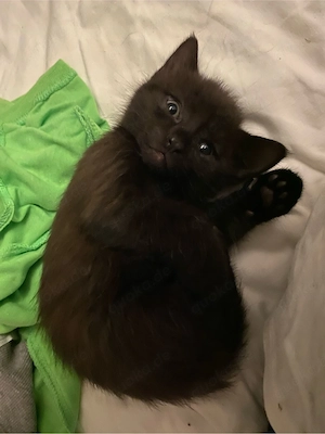 Maine Coon Mix