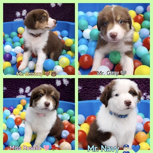 Australian Shepherd Welpen in Red White Copper mit Papieren