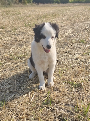 Border Collie Hündin 13 Wochen alt