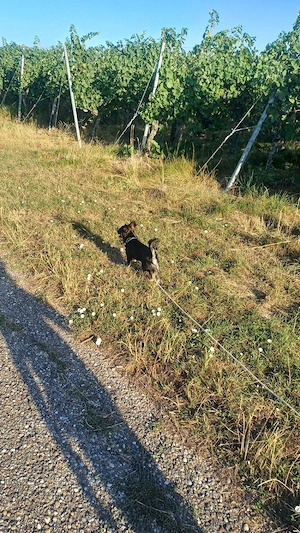 Chihuahua Hündin Chipsy Bild 5