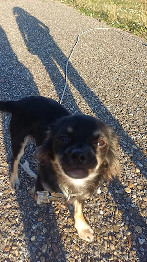 Chihuahua Hündin Chipsy Bild 3