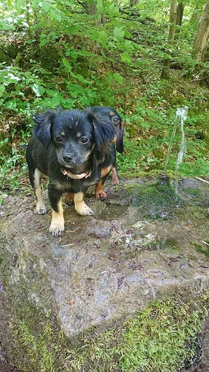 Chihuahua Hündin Chipsy Bild 2