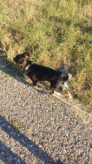 Chihuahua Hündin Chipsy