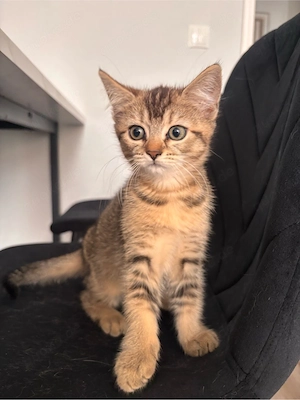 BKH Kitten *abgabebereit*