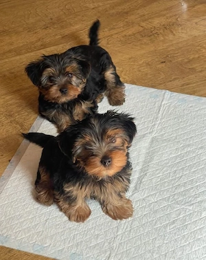 Yorkshire Terrier Welpen