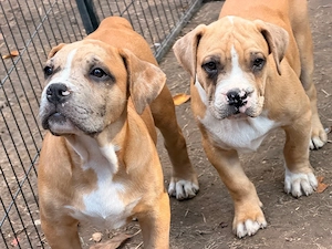Noch 3 wundervolle XL Bully Welpen suchen ihre Herzensmenschen