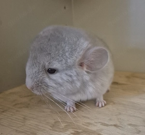 Beige Saphir RPA 67% AVt Baby Böckchen ab Mitte Oktober 2026 zur Abgabe