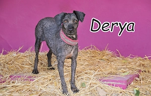 Wer möchte Derya zeigen, dass für eine ältere Hundedame noch ein ganz neues Lebenskapitel gibt?