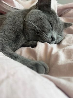 Liebevolles Zuhause für meine reinrassige BKH- Katze gesucht Bild 3