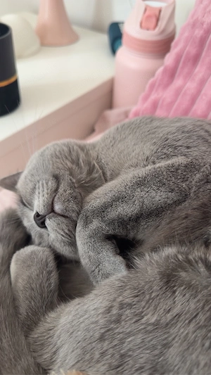 Liebevolles Zuhause für meine reinrassige BKH- Katze gesucht