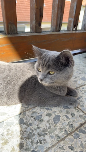 Liebevolles Zuhause für meine reinrassige BKH- Katze gesucht Bild 5
