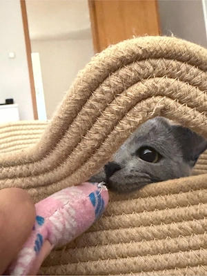 Liebevolles Zuhause für meine reinrassige BKH- Katze gesucht Bild 2