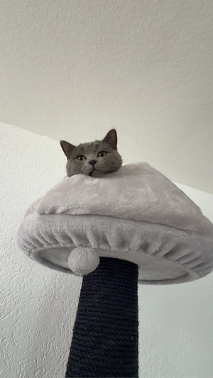 Liebevolles Zuhause für meine reinrassige BKH- Katze gesucht Bild 4