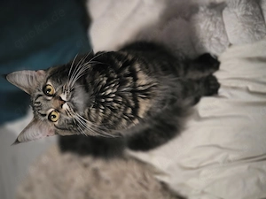 Maine Coon Black-Tabby