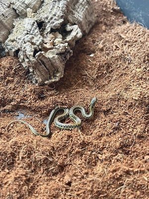 Thamnophis eques diluvialis Mexikanische Strumpfbandnattern
