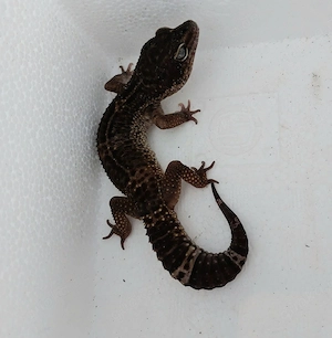 1.0 Black Night het. Eclipse Leopardgecko Bild 3