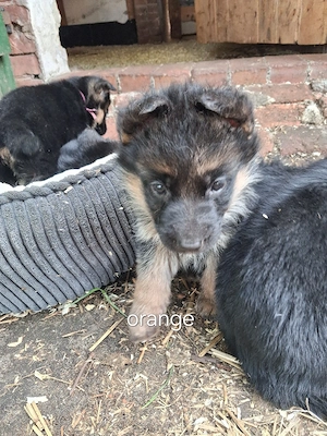 Schäferhund Welpen 