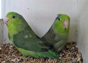 Blaugenick-Sperlingspapagei