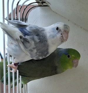 Blaugenick-Sperlingspapagei