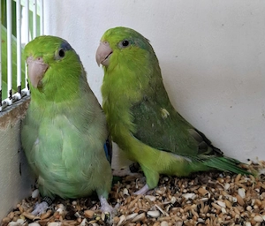 Blaugenick-Sperlingspapagei Bild 2