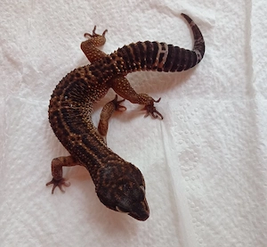 1.0 Black Night het. Eclipse Leopardgecko