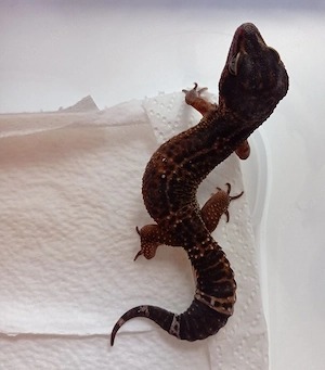 1.0 Black Night het. Eclipse Leopardgecko Bild 2
