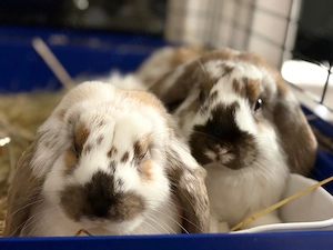Zwergwidder Kaninchen Paar 