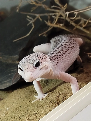 1.0 Galaxy poss het. Murphy Patternless Bild 2