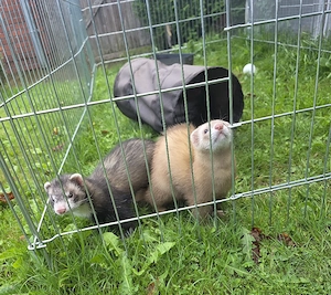 Frettchen suchen ein Zuhause 