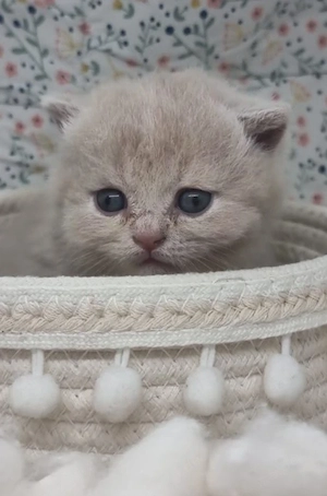 Wunderschöne British Shorthair Kitten aus liebevoller Hobbyzucht