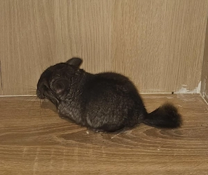 Chinchilla Nachwuchs 
