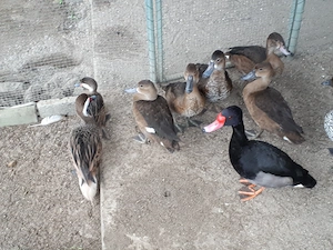Enten Zierenten Ente versch. Sorten abzugeben
