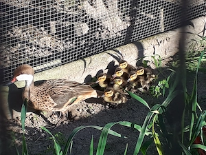 Enten Zierenten Ente versch. Sorten abzugeben