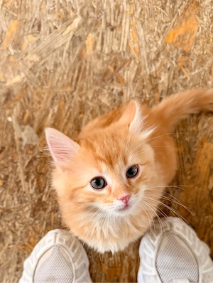 Schüchterner Ragdoll-Maine-Coon-Mix-Kater kurzhaar sucht liebevolles Für-immer-Zuhause