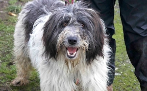 Taavis Abenteuer beginnt: Wuschelhund sucht sein Happy End Bild 2