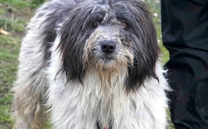 Taavis Abenteuer beginnt: Wuschelhund sucht sein Happy End Bild 3