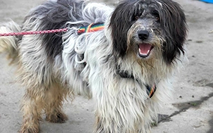 Taavis Abenteuer beginnt: Wuschelhund sucht sein Happy End
