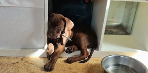 Cane Corso Dober-Pit Mixe 