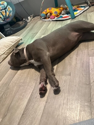 8 monate alte americanbully hündin Bild 2